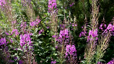 pink flowers blooming in a lush garden