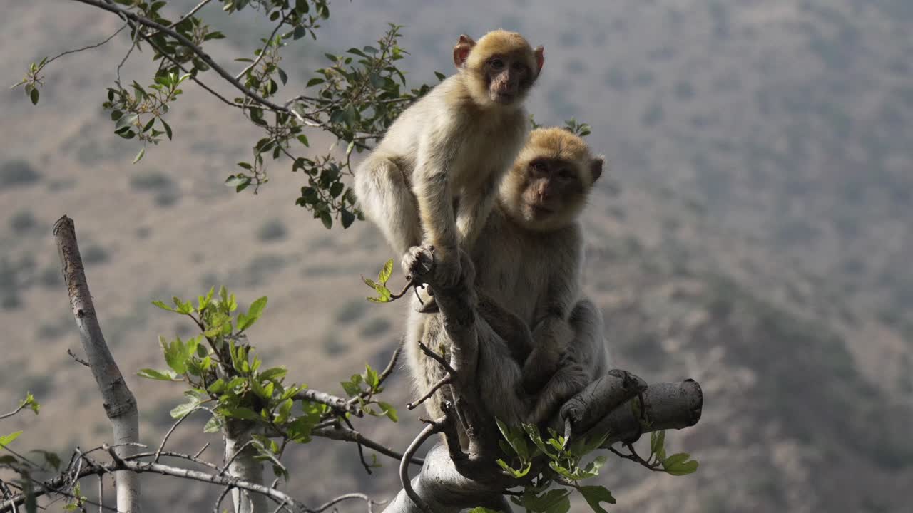 Barbary macaques on a tree in Morocco's scenic Ourika Valley setting