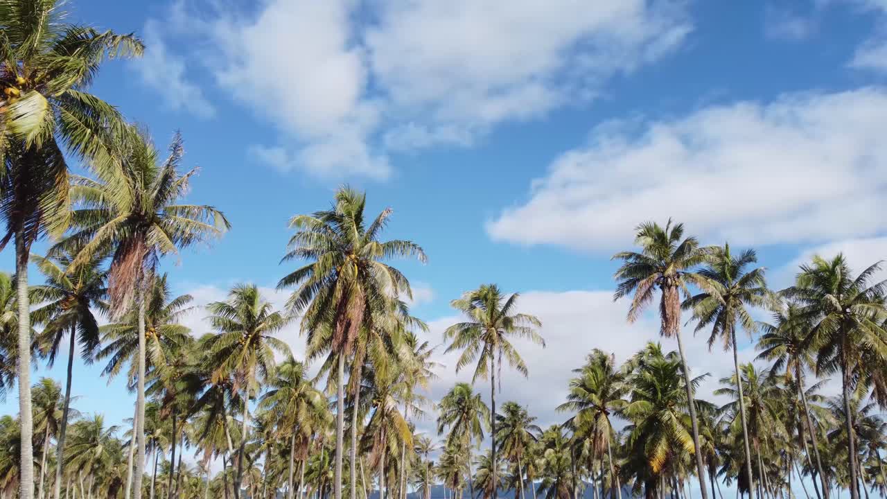 imágenes cinematográficas de palmeras de coco con cielo azul nublado