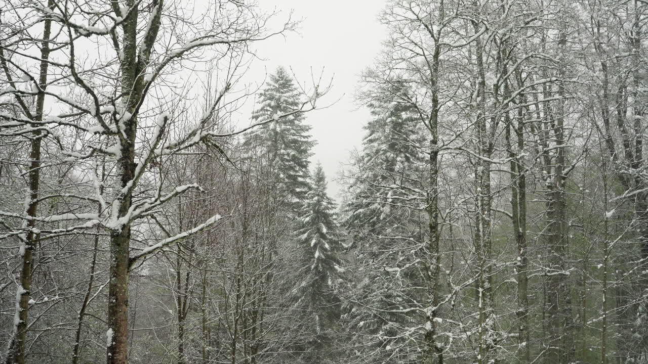 Snow falling on pine trees