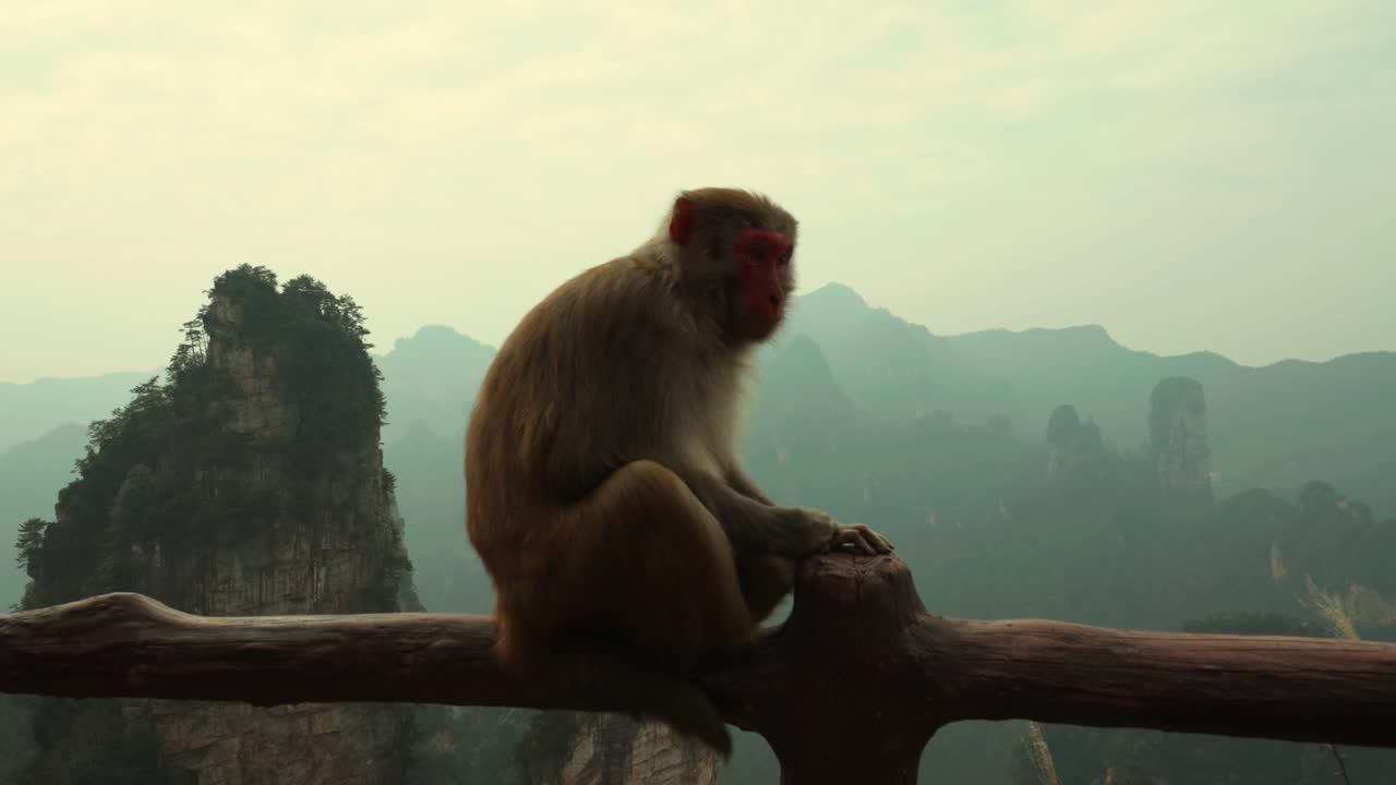 Monkey Perched on a Fence with the Dramatic Avatar Mountains Landscape in the Background