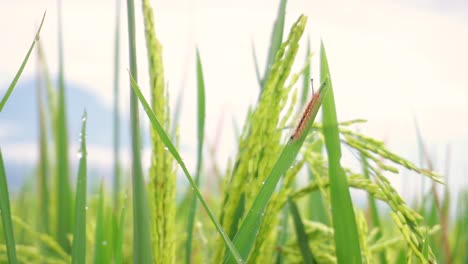 wild caterpillar resting on leaf of paddy plant inside green rice field during windy day