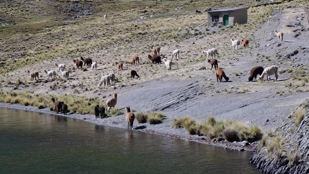 una manada de alpacas lanudas vienen al estanque alpino de la montaña para beber agua