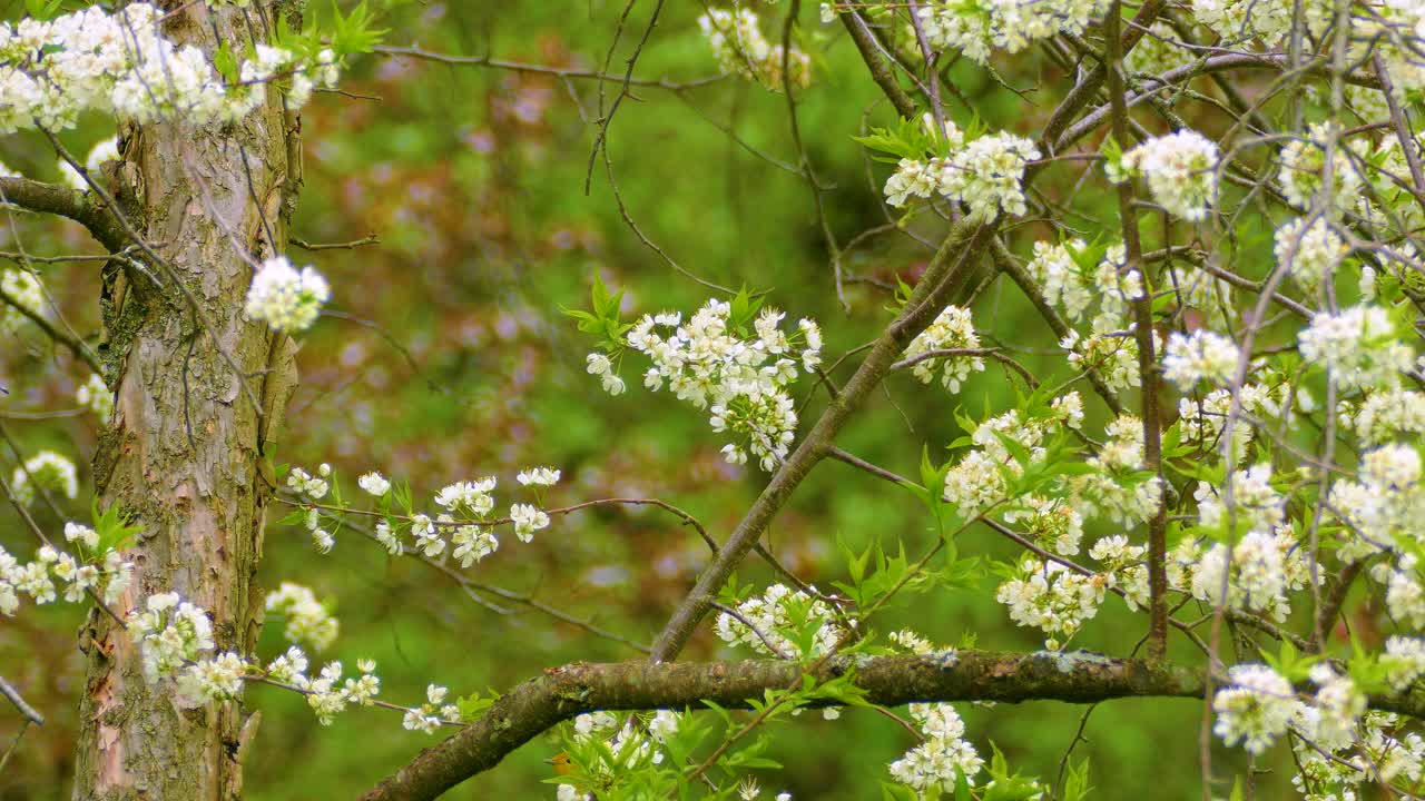 Warbling Vireo Lands on Tree and Hops Around Different Branches