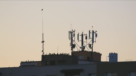 many birds resting on rooftop