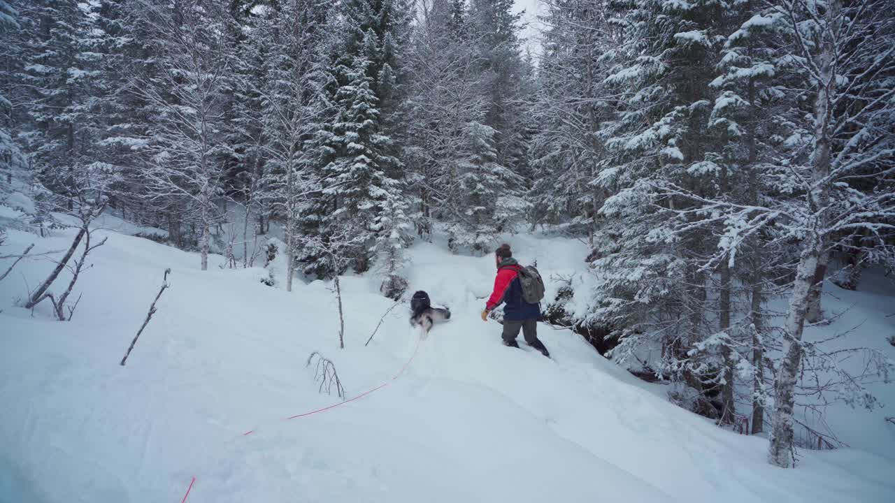 husky y excursionista caminando a través de la espesa nieve en el bosque - plano general