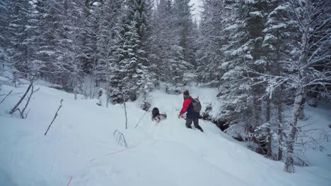 husky and hiker walking through thick snow in the forest - wide shot