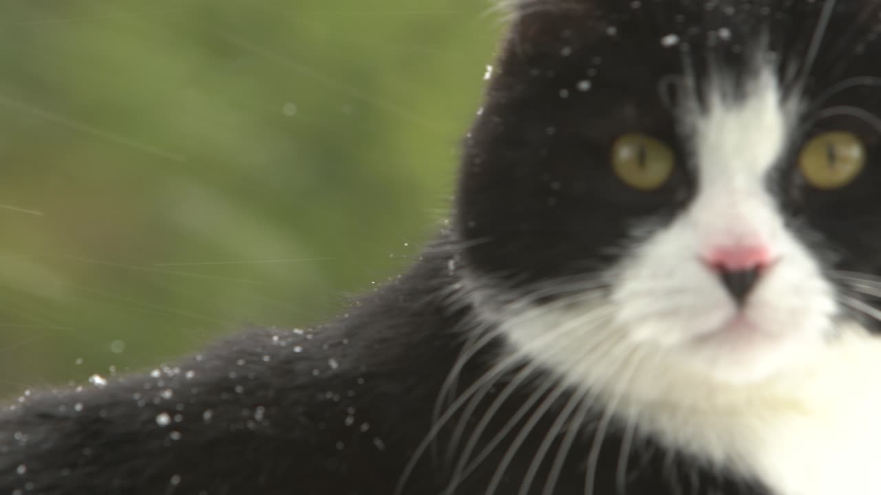 gato blanco y negro tirado al aire libre durante la nevada
