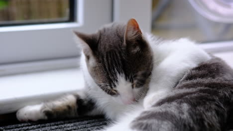 cat cleaning himself beside the patio door