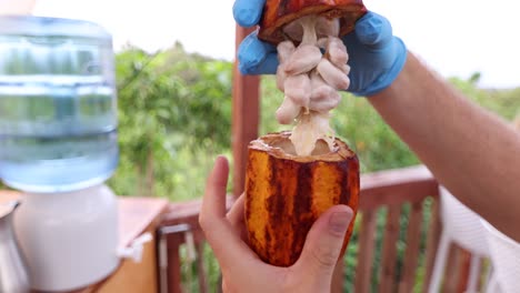 mano mostrando a la cámara toda la fruta de cacao