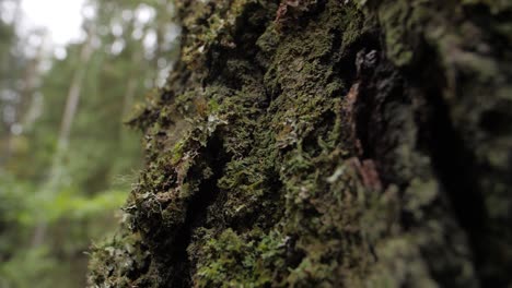 corteza de árbol de cerca con grietas profundas bosque de fondo borroso