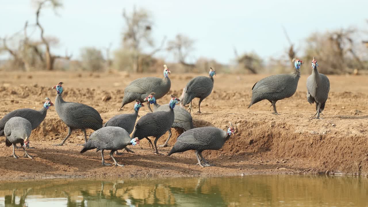 A flock of helmeted guinea fowl drinking at a waterhole. Filmed from a low angle in Mashatu Game Reserve.