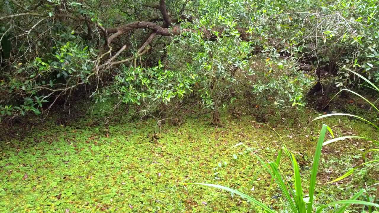 Questo video presenta una vista lussureggiante e tranquilla del suolo di una fitta foresta coperto da uno spesso tappeto di piante acquatiche verdi e muschio, con rami d'albero estesi e fogliame tropicale