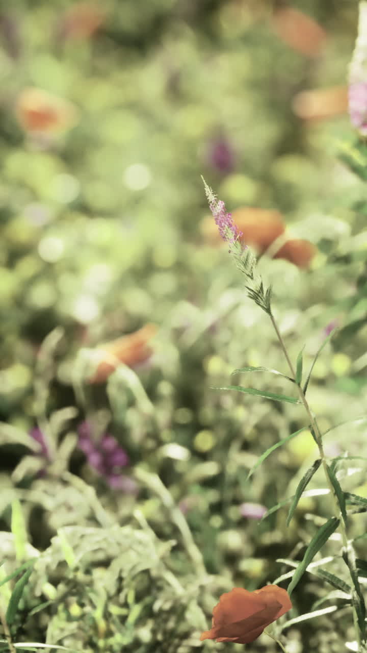 Campo verde con fiori selvatici durante una giornata di sole in primavera