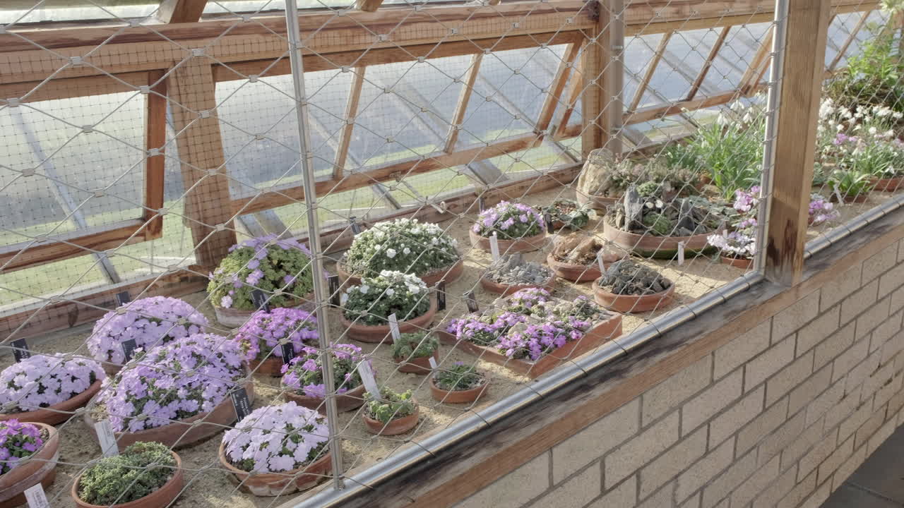 스코틀랜드 에딘버러의 화창한 날 왕립 식물원에 있는 온실의 철망 뒤에 화분에 심은 식물을 보여 주는 오른쪽에서 왼쪽으로 팬