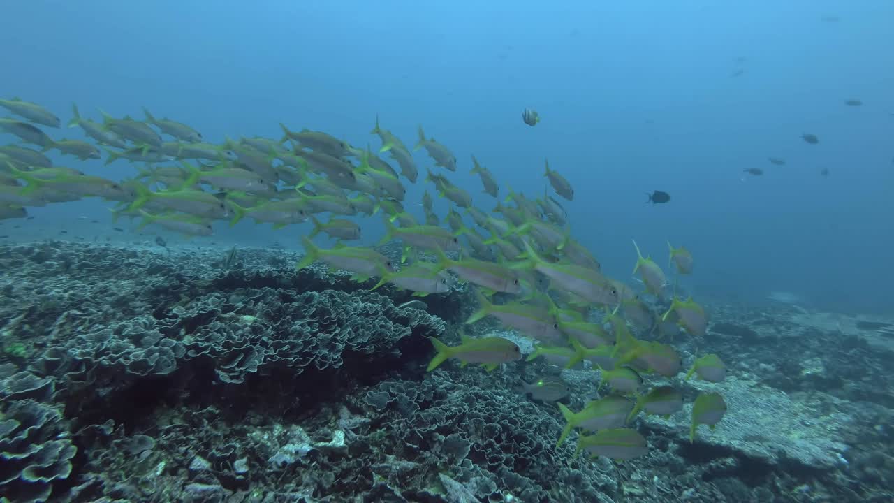 노란색 염소 물고기는 산호 바닥 위의 파란 물에서 수영합니다. 노란색 수염 염소물고기 - mulloidichthys vanicolensis, 발리, 오세아니아, 인도네시아