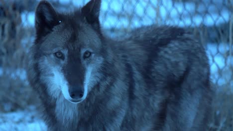 a timber wolf, during the evening, looking into the camera near a fence