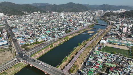 Flores-De-Cerezo-En-La-Ciudad-De-Suncheon-En-Corea-Del-Sur