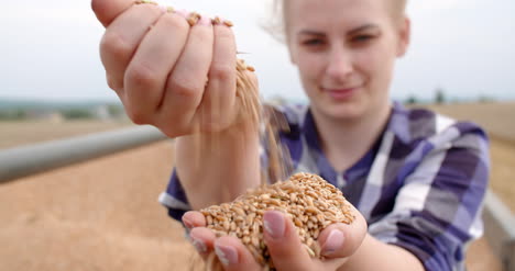 farmer examining wheat grains in hands