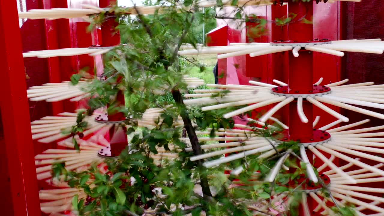 Cherry tree in a harvesting machine