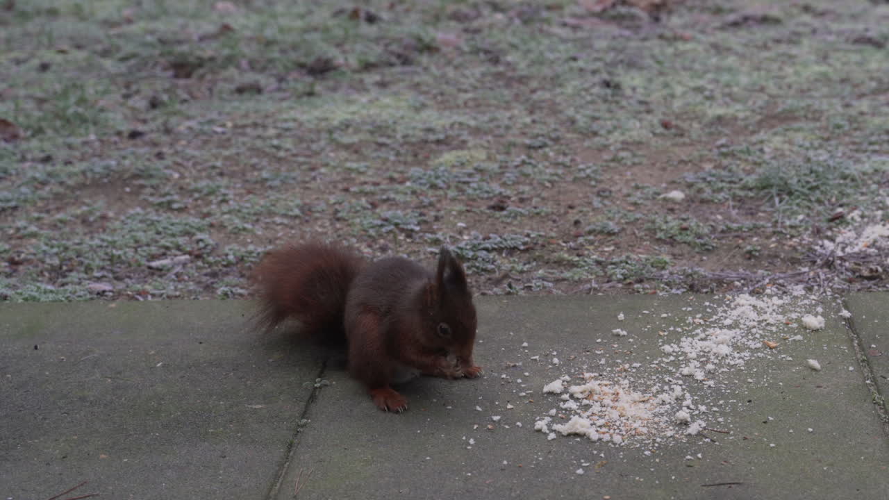 Squirrel comes in frame to eat some bread