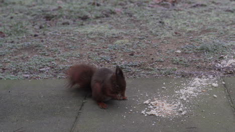 Squirrel-comes-in-frame-to-eat-some-bread