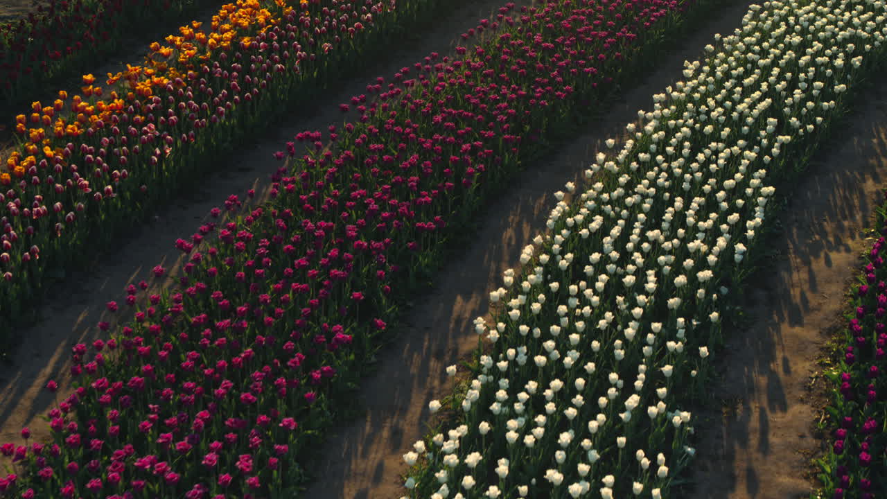 꽃 ⁇  위의 전망. 해가 지는 빛에 봄 꽃의 아름다운 풍경.