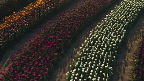 vista por encima del campo de flores. hermoso paisaje de flores de primavera en la luz del atardecer.