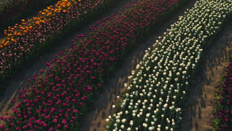 view above flower field. beautiful landscape of spring flowers in sunset light.