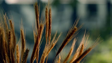primer plano de un manojo de plantas de trigo maduras listas para cosechar moviéndose en el viento