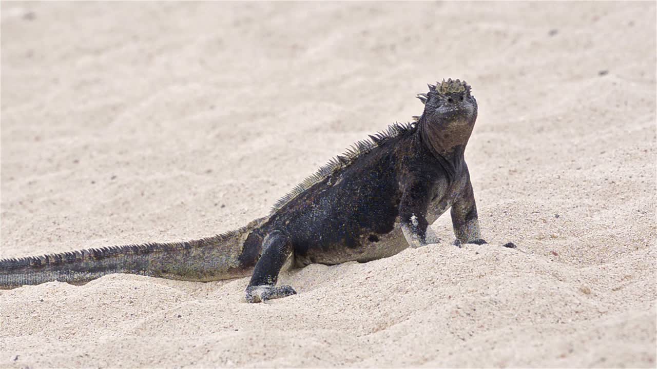 Iguana marina sulla spiaggia di Punta Espinoza sull'isola Fernandina nel Parco Nazionale delle Isole Galapagos