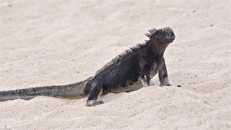 iguana marina en la playa de punta espinoza en la isla fernandina en el parque nacional de las islas galápagos