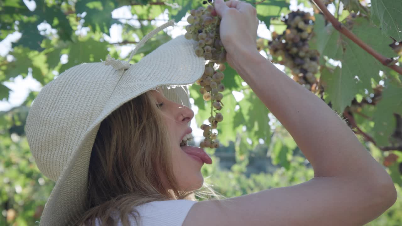 포도밭에서 포도 한 송이를 먹고 있는 사랑스러운 백인 여성