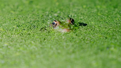 Primer-Plano-De-Una-Rana-De-Piscina-Subiendo-Y-Bajando-Camuflada-Por-Hojas