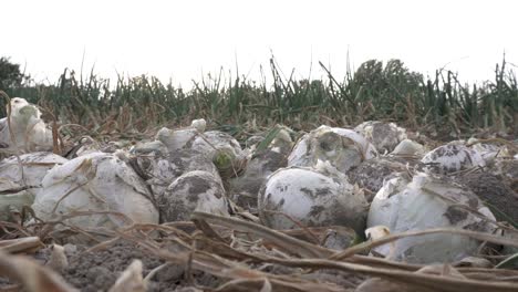 Cebollas-Maduras-Después-De-La-Cosecha-En-Filas-En-Un-Campo-Agrícola