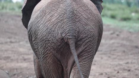 rear of an african bush elephant with wrinkled skin wagging its tail while walking