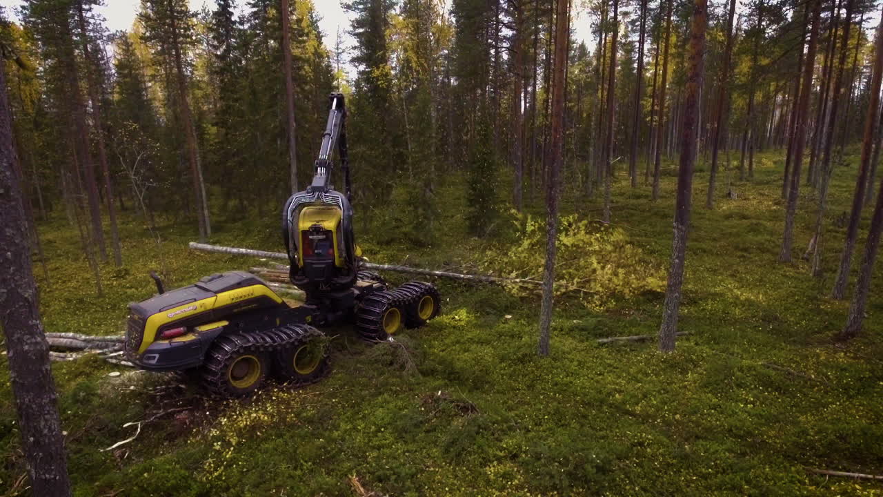 산호 가 숲 에서 일 하고 있다