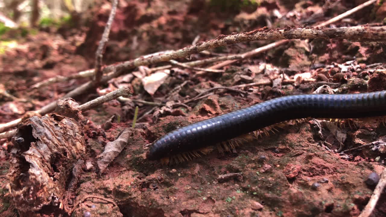 Milípede entrando no enquadramento e caminhando em close-up, em câmera lenta, Brasil.