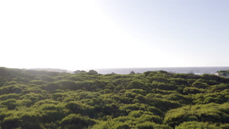 4k-video-drone-footage-of-a-scenic-view-of-trees