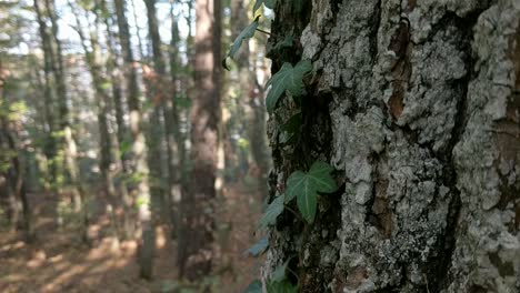 Auf-Einen-Mit-Efeu-Bewachsenen-Baum-Herunterschwenken