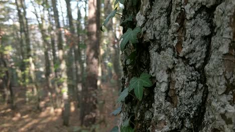 panorámica hacia abajo en un árbol cubierto de hiedra