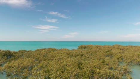 mangroves in broome, australia