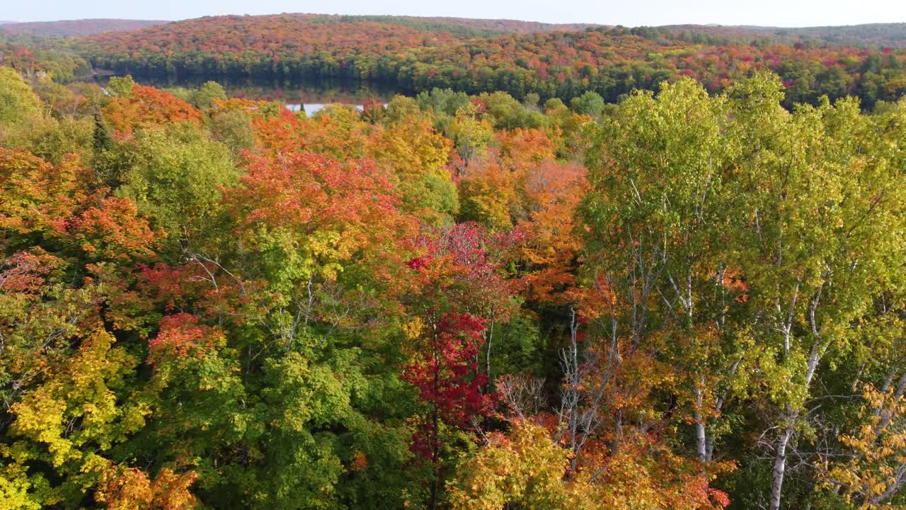 bosque de tonos rojos, naranjas, amarillos y verdes