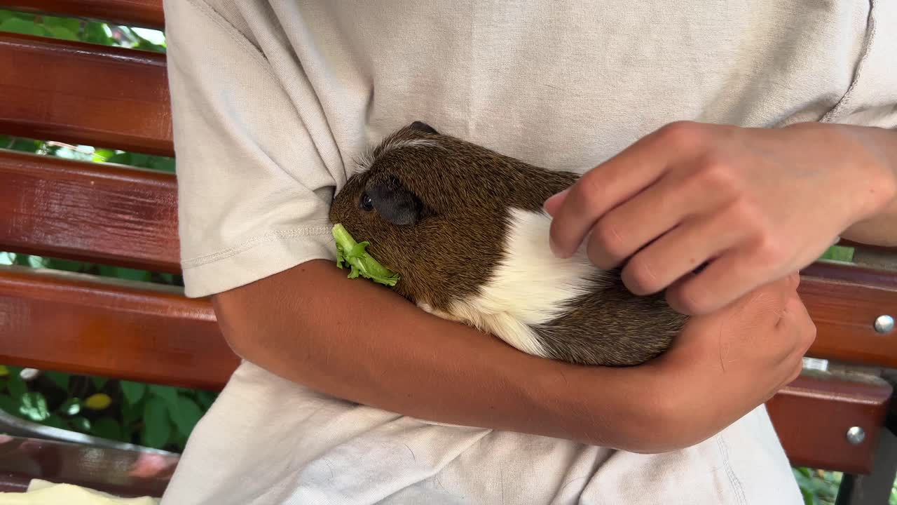 Bambino che tiene in braccio una cavia