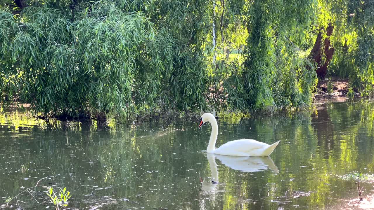 A graceful swan swims on a reflective pond, framed by lush willow trees and dappled sunlight