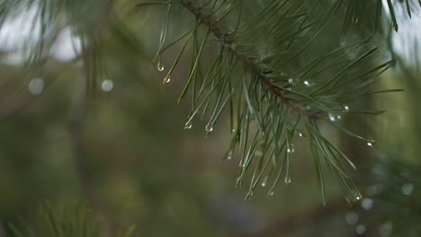 Gotas-De-Lluvia-Aguja-De-Pino-Exuberante-Y-Húmeda,-Macro,-Primer-Plano