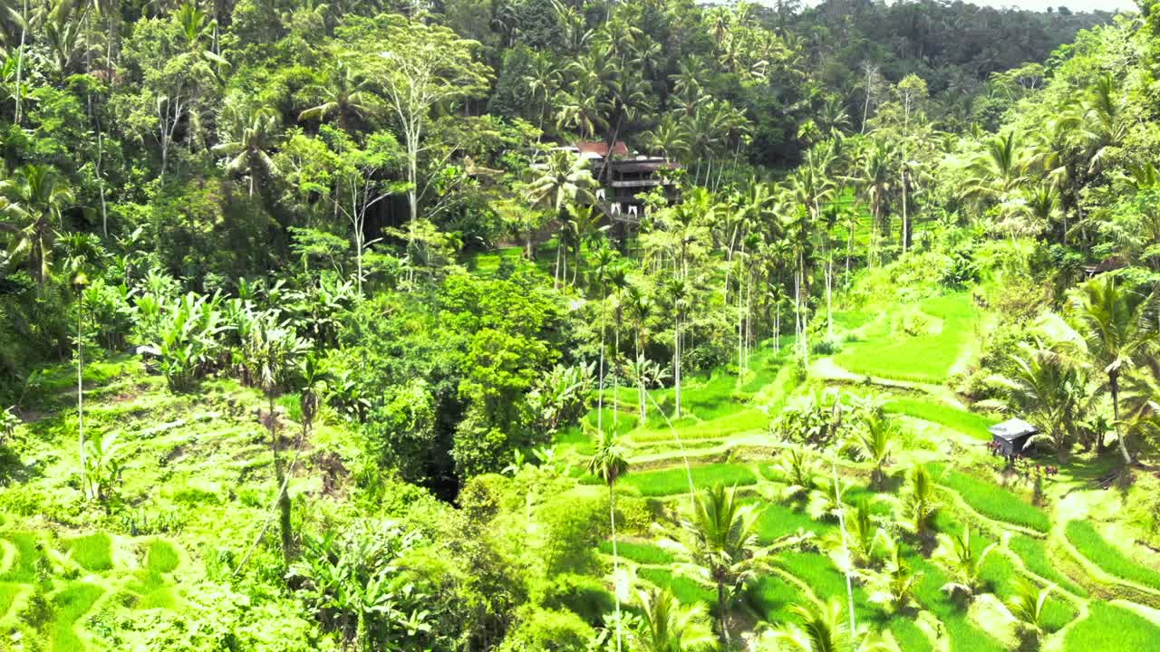 Scatto aereo luminoso delle Terrazze di riso di Tegallalang e della giungla lussureggiante a Gianyar, Bali, Indonesia