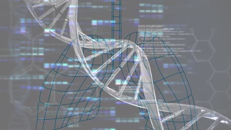 Animation-Des-DNA-Strangs-über-Datenverarbeitung-Und-Digitale-Lunge