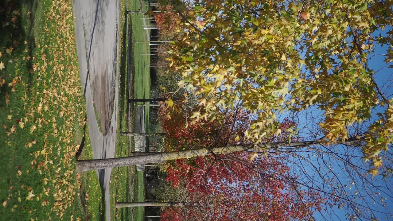 follaje de otoño en un parque