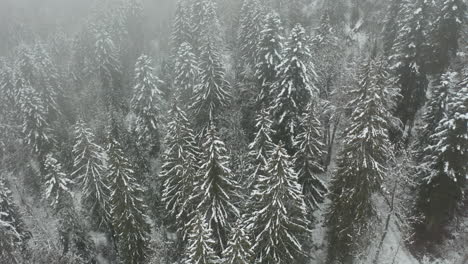 Jib-Abajo-Del-Bosque-De-Pinos-Cubiertos-De-Nieve-En-Invierno